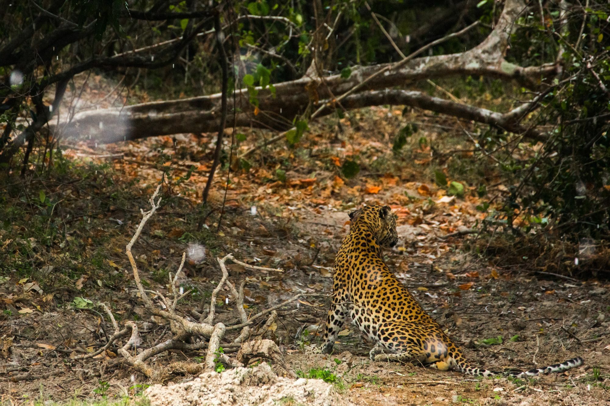The Spice Trail Hotell Arugam Kudah Eksteriør bilde